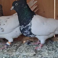 صید|پرنده|بجنورد, |دیوار