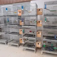 کوتوله مولد، ملنگو، قفس|پرنده|جم, |دیوار