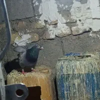 کبوتر|پرنده|کرباسک, |دیوار