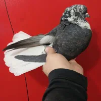 کفتر دم سفید پرشی (گرفتنی بلندی)