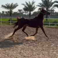 مادیون نژاد عرب ترکیه اصل آبستن|اسب و تجهیزات اسبسواری|برازجان, |دیوار