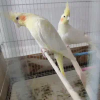 3 جفت پرنده