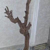 چوب آکواریوم