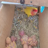 کوتوله عروس گرینچیک|پرنده|قائن, |دیوار