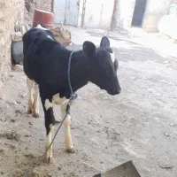 گوساله|حیوانات مزرعه|چگنی, |دیوار