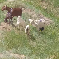 بز بزغاله