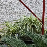 گل طبیعیی