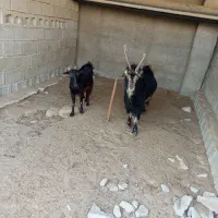 دوتا بز ،با یک پازن|حیوانات مزرعه|برازجان, |دیوار