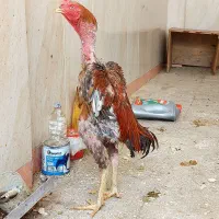 خروس لاری برزیلی|حیوانات مزرعه|باینگان, |دیوار