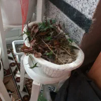 ساخت‌انواع‌گلدان‌سیمانی‌وسرامیکی|صنایع دستی و سایر لوازم تزئینی|بندر ترکمن, |دیوار