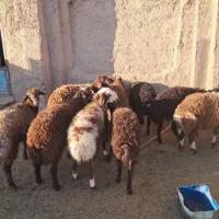 بره نر پای پروار|حیوانات مزرعه|سبزوار, قصبه غربی|دیوار