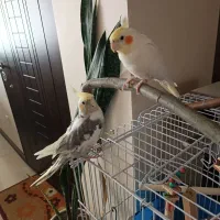 عروس هلندی مولد