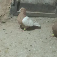 یک جفت سینه زرد|پرنده|شیروان (خراسان), |دیوار