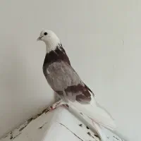 یک جفت کفترباجوجه