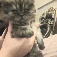 گربه اسکاتیش لانگ هیر انفولد