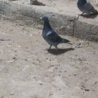 کبوتر مسافتی