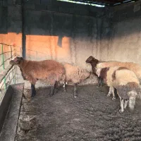 دام گوسفندی