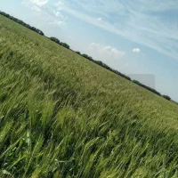 زمین-کشاورزی