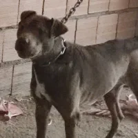 سگ پیتبول|سگ|گرگان, |دیوار