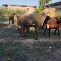 نر بره شیشک تخمی|حیوانات مزرعه|گرگان, |دیوار