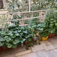 گل و گلدان قیمت پایین|گل و گیاه طبیعی|کرج, حسن آباد|دیوار