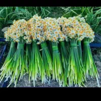 گل نرگس شیراز خوشبو و سرحال