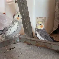 عروس هلندی نر و‌ماده