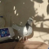 معاوظه با طوق زرد ماده|پرنده|مرودشت, دولت آباد|دیوار