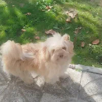 سگ پا کوتاه|سگ|مشگین شهر, |دیوار