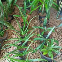 گل و گیاه فروشی|گل و گیاه طبیعی|چابهار, |دیوار