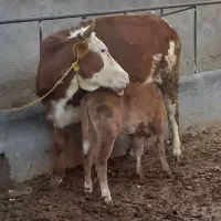 گاوسیمنتال