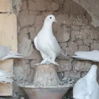 کبوترلوتی|پرنده|تبریز, |دیوار