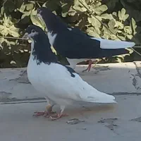 کبوتر