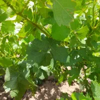 باغ انگور کمال آباد معاوضه هم میشود|فروش دفتر صنعتی، کشاورزی، تجاری|الوند, |دیوار