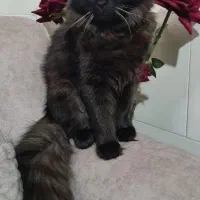 گربه پرشین بلک|گربه|ماهدشت, |دیوار