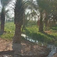 زمین کشاورزی مسکونی|فروش دفتر صنعتی، کشاورزی، تجاری|آبادان, |دیوار