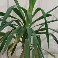 گل با گلدان سرامیکی