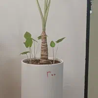 گل بابا آدم