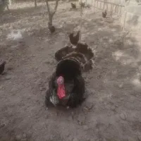 فروش بوقلمون|حیوانات مزرعه|کرج, باغستان|دیوار