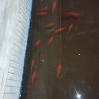 ماهی قرمز برای حوض