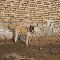 فروش سگ نگهبان بسیار سفت