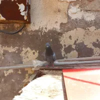 تیدی|پرنده|چمران, |دیوار