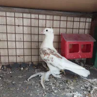 کفتر پرشی۵ تا  ساعت بالا پرش بالای۸ساعت ضمانتی