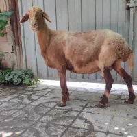 گوسفند چاق مخصوص قربانی