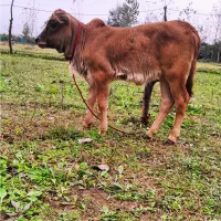 گاو با گوساله لوکس|حیوانات مزرعه|رشت, حمیدیان|دیوار