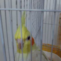 فروش عروس هلندی مولد و مرغ عشق با لوازم کامل