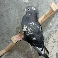 جوجه سینه سیاه درشت نر