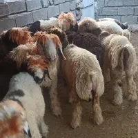 فروش ۱۲ راس بره چاه