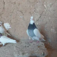 دوتا طوقی نره عالی ویه طوقی سبز ماده