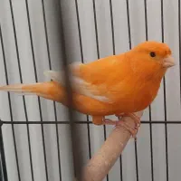 قناری ردفکتور As+رسمی|پرنده|شاهرود, |دیوار